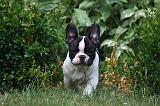 BOULEDOGUE FRANCAIS 1320